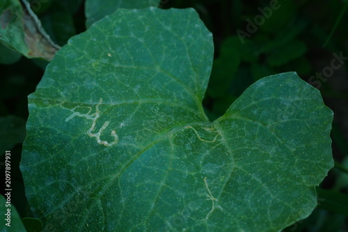 Fotografie A large leaf of a melon plant, characteristic of watermelon, melon, cucumbers, p