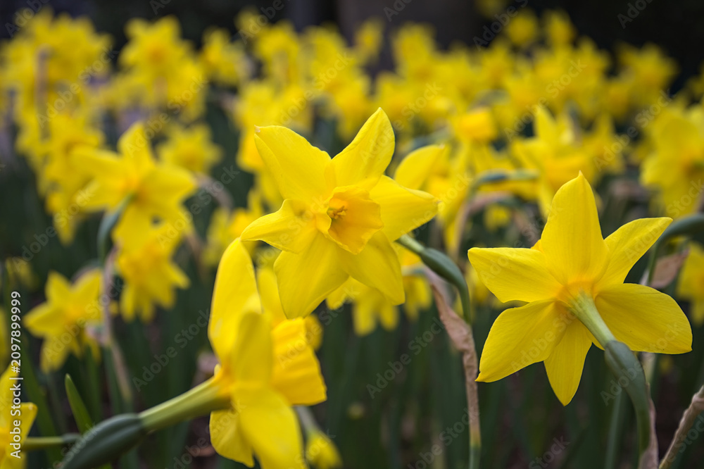 Obraz premium Yellow narcissuses in bloom