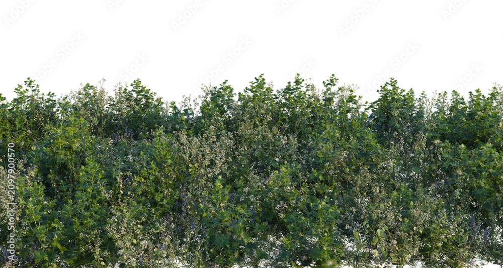 Fototapeta premium Tree shrub, plant bush, cutout, isolate transparent background, Dense Green Foliage Border - Realistic Bushy Hedgerow with Detailed Leaves and Branch Structure