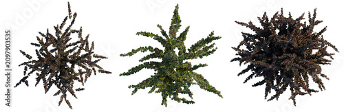 Foto Berberis Thunbergii tree plan, top view, cutout, transparent background, isolate