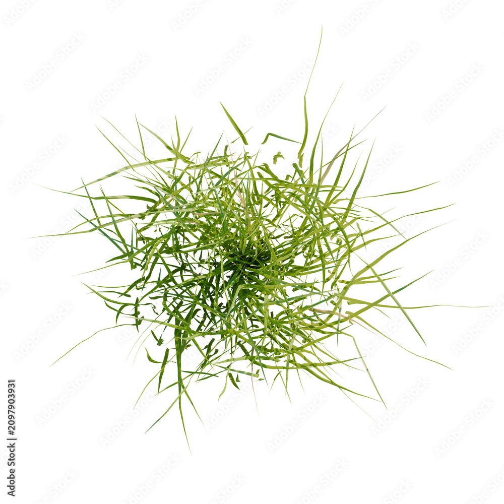 Obraz premium Iris Flower tree plan, top view, cutout, transparent background, isolate, Green grass blades isolated on black background for design elements.
