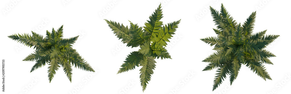 Obraz premium Wood Fern tree plan, top view, cutout, transparent background, isolate, Three fern plants arranged in a row, showcasing lush greenery for decorative purposes.