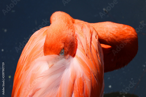 Bild auf Leinwand Flamingos or flamingoes are a type of wading bird, the only genus in the family Phoenicopteridae