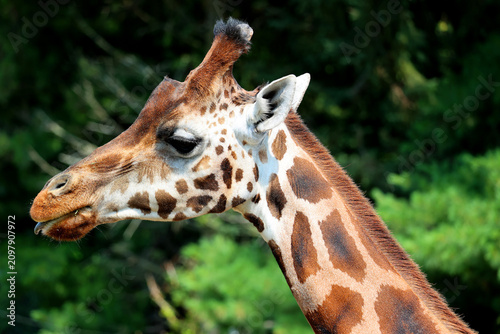 Foto The giraffe (Giraffa camelopardalis) is an African even-toed ungulate mammal, the tallest of all extant land-living animal species, and the largest ruminant
