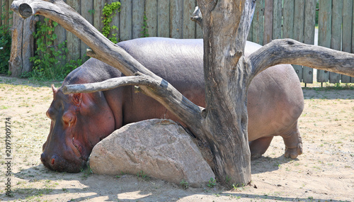 Canvastavla Hippopotamus (Hippopotamus amphibius), or hippo, from the ancient Greek for river horse , is a large, mostly herbivorous mammal in sub-Saharan Africa