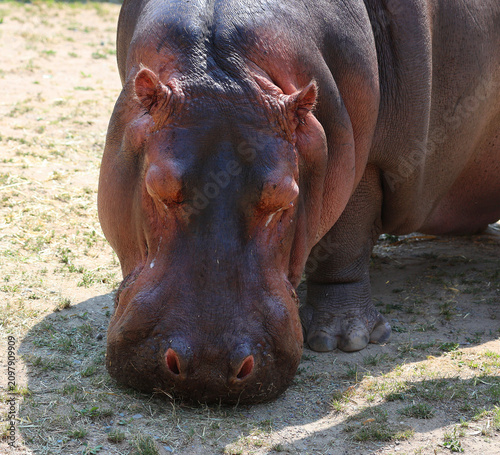 Obraz na plátne Hippopotamus (Hippopotamus amphibius), or hippo, from the ancient Greek for river horse , is a large, mostly herbivorous mammal in sub-Saharan Africa