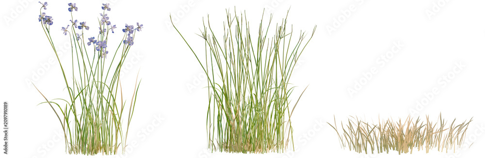 Naklejka premium Iris Flower tree, elevation, front view, cutout, transparent background, isolate, Three Types of Grass with Flowers - A Collection for Nature & Landscape Design Projects