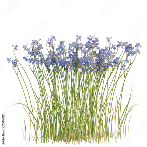 Fotografía Iris Flower tree, elevation, front view, cutout, transparent background, isolate, Delicate blue forget-me-not flowers blooming amidst lush green grass, detailed botanical illustration