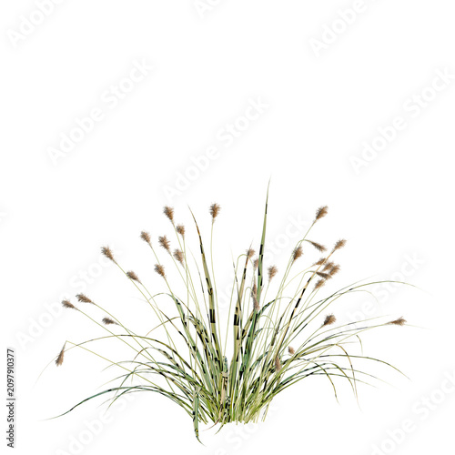 Canvastavla Japanese Sedge Grass tree, elevation, front view, cutout, transparent background, isolate, Detailed view of a cluster of brown reeds with long green blades on transparent background