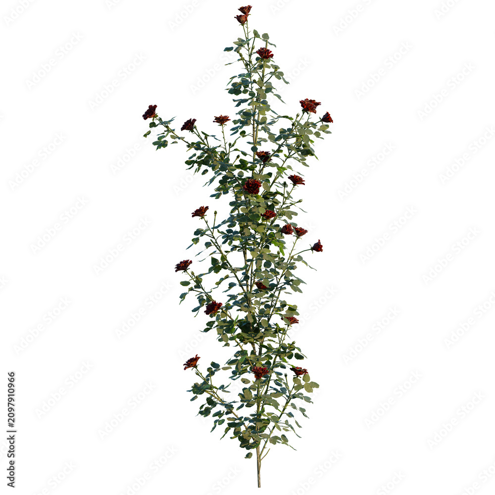 Fototapeta premium Rose Bush 12 wall tree, elevation, front view, cutout, transparent background, isolate, Elegant Climbing Roses with Deep Red Blooms on a Vertical Vine - Perfect for Garden Designs