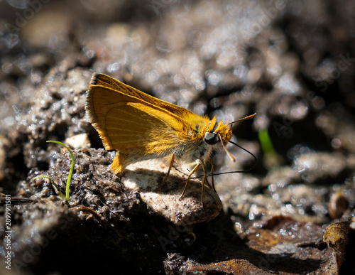 Butterflies flying freely through the mountains of Teruel (Spain)