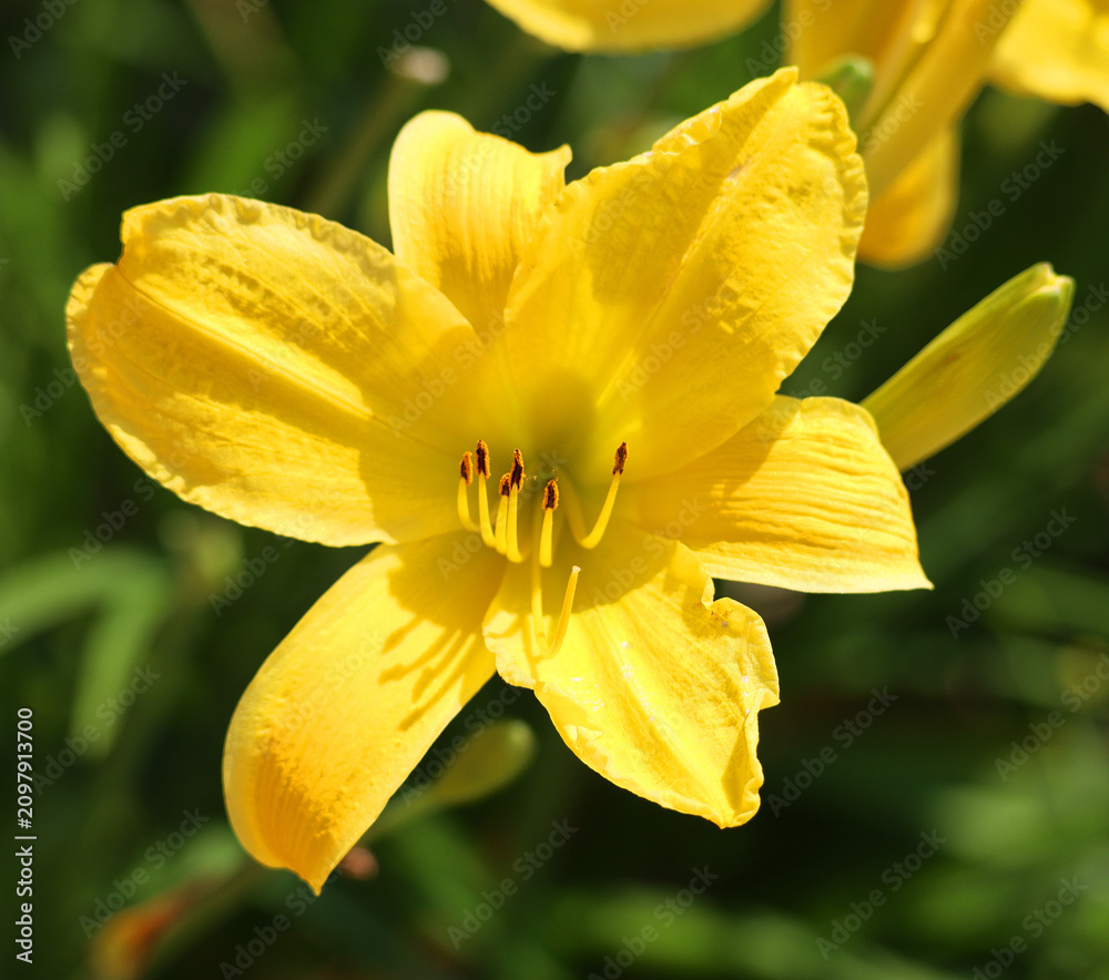 Fototapeta premium A daylily, day lily or ditch-lily is a flowering plant in the genus Hemerocallis a member of the family Asphodelaceae, subfamily Hemerocallidoideae, native to Asia