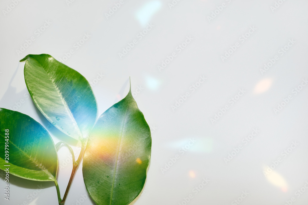 Obraz premium Green leaves highlighting sunlight refractions on clean white surface