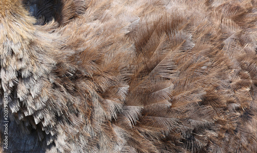 Принти на полотні Fearther of the ostriches, which make up the genus Struthio, are birds of the Struthionidae family