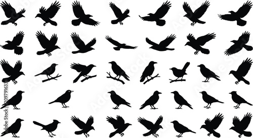 Cuadro en lienzo Black crow silhouettes vector set flying and perched birds collection isolated o
