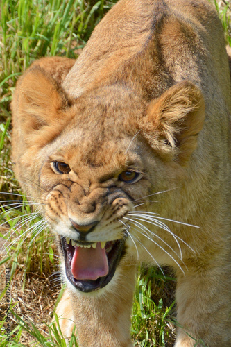 Lion is one of the four big cats in the genus Panthera, and a member of the family Felidae. With some males exceeding 250 kg (550 lb) in weight, it is the second-largest living cat after the tiger
