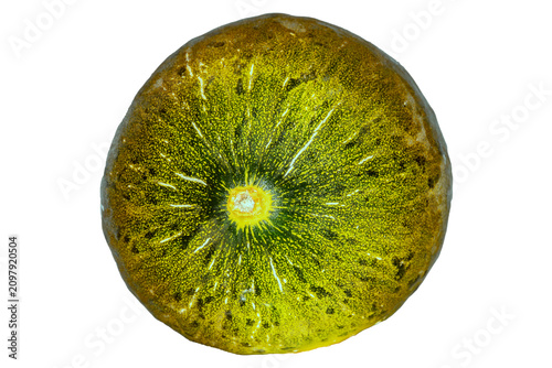 Melon, toad skin, whole with transparent background