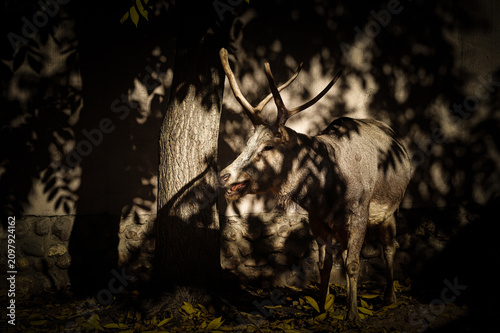 deer in the forest
