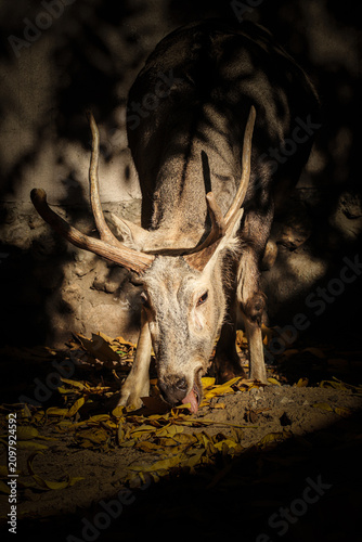 Deer.
