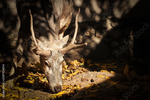 deer in the forest