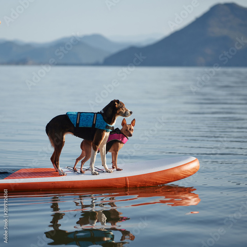 dogs wear harnesses and look across the water. They stand on an orange board with soft ripples beneath.