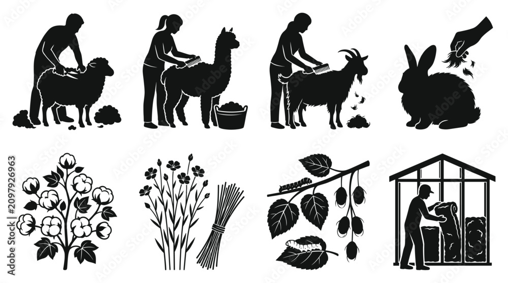 Fototapeta premium Agricultural showing animal fiber harvesting, shearing sheep, alpaca, goat, rabbit, cotton, flax, and silkworm