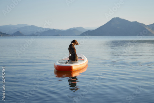 dog calmly sits on an orange paddle board surrounded by still water. The scene features a wide lake with blue mountain backdrop.