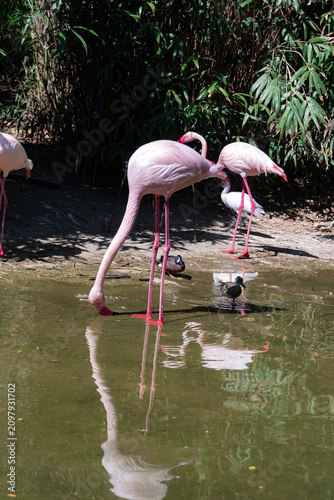 Foto Flamingos and ducks living in nature lake at Sardinian Garden in Ludwigsburg Res