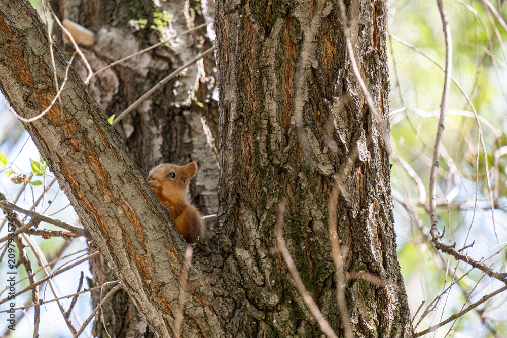 Obraz premium Cute little red squirrel eating a nut while sitting on a tree trunk in a spring park. Small wild animal, fluffy rodent, green foliage background, nature and wildlife concept.