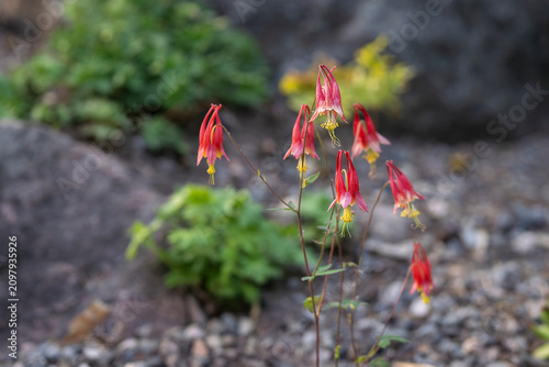 Like tiny crimson lanterns swaying in the breeze, Aquilegia canadensis 'Little Lanterns'. Aquilegia canadensis 'Little Lanterns' (Canadian Columbine) blooming in a rock garden. 