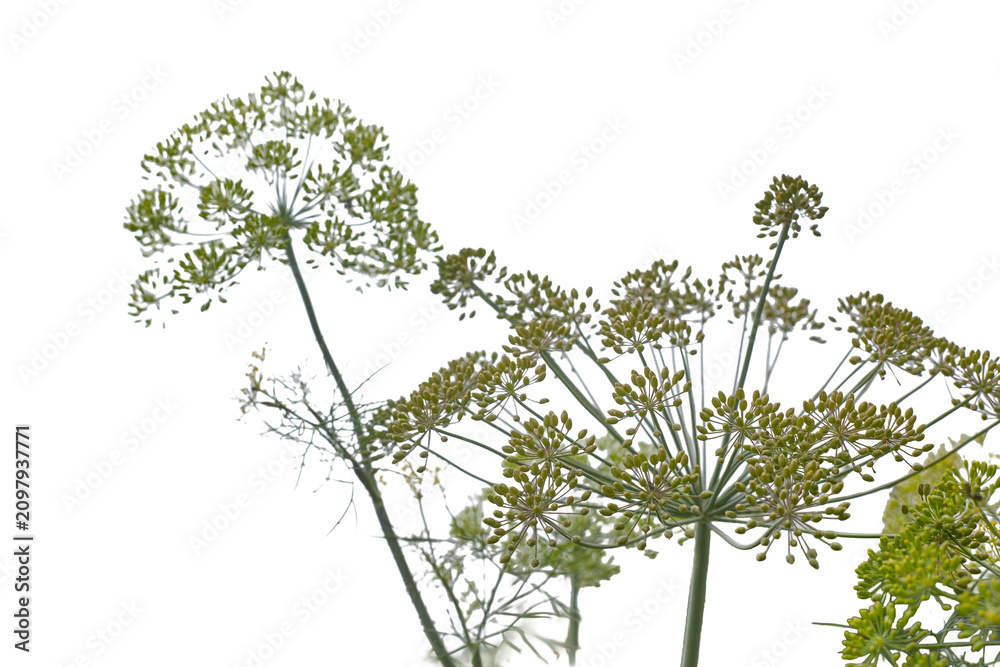 Fototapeta premium Green flower heads rise against a clean white background