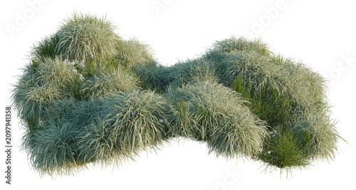 Quadro em tela Juncus effusus and Miscanthus sinensis Variegatus and N tree shrub, plant bush,