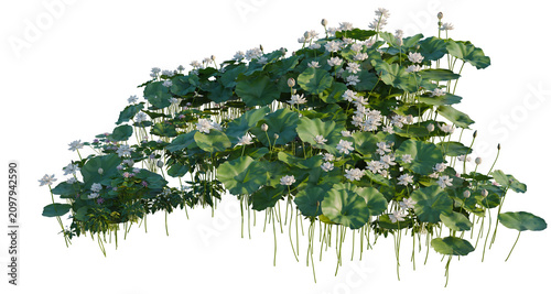 Картината върху платно Nelumbo nucifera and Nymphaea tetragona and Zantedeschi tree shrub, plant bush,