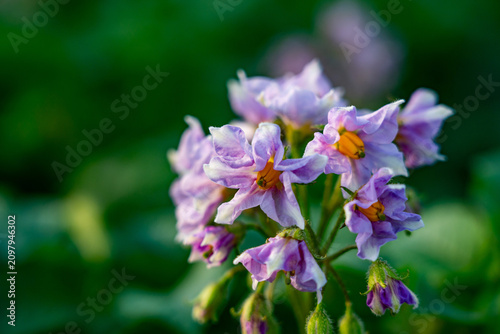 Bild auf Leinwand Delicate Purple Blossoms Emerging Amidst Lush Green Foliage, Showcasing Nature's