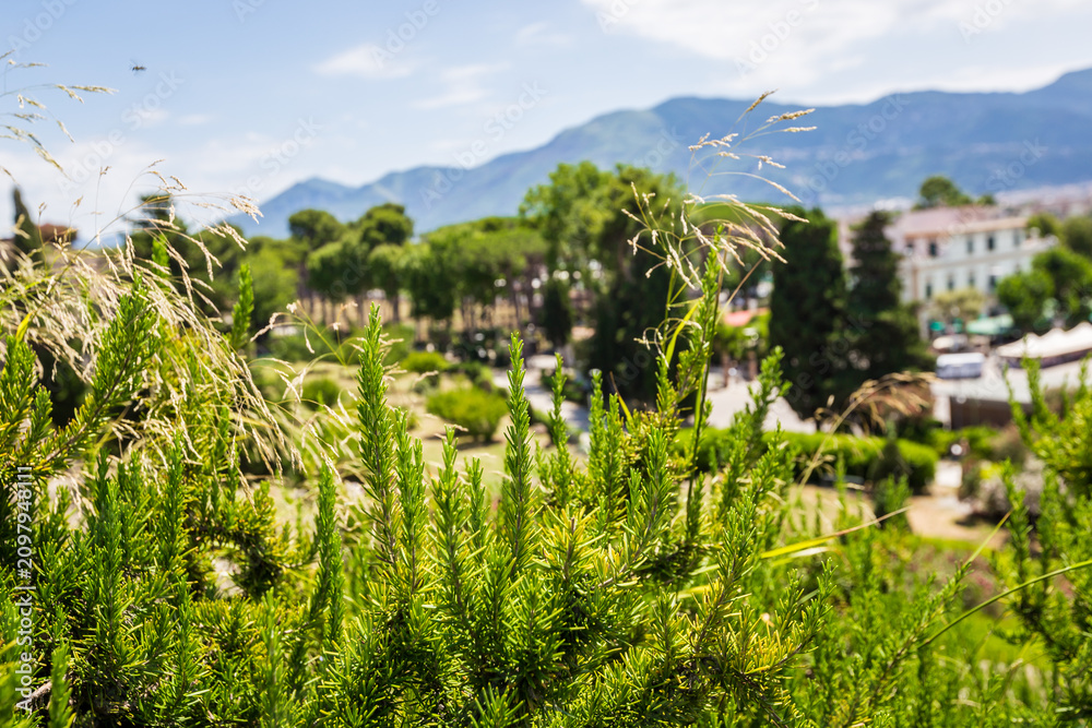 Fototapeta premium Fresh Rosemary Herb grow outdoor on the streets of Italy