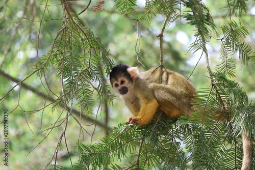 Photography Monkey 1