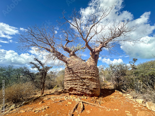 Fotografi The Grandmother Baobab (Adansonia rubrostipa), considered to be 1,600 years old,