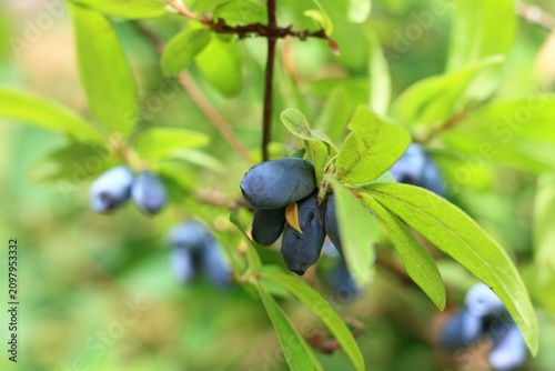 Branch with ripe and sweet  Honeybee berries. Lonicera kamtschatica Honeybee  at the beginning of summer in the garden.