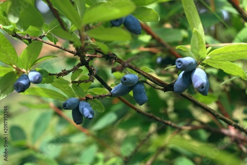 Branch with ripe and sweet  Honeybee berries. Lonicera kamtschatica Honeybee  at the beginning of summer in the garden.