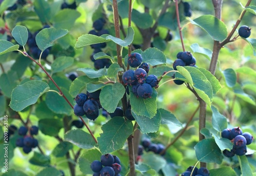 Bush with berries of Amelanchier alnifolia called Smoky Saskatoon, Pacific serviceberry, western serviceberry or dwarf shadbush. Detail of shrub branch with edible berry-like fruits.