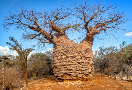 Obraz na plátně The Grandmother Baobab (Adansonia rubrostipa), considered to be 1,600 years old,