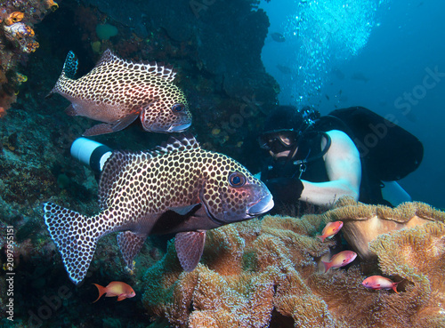 Underwater photographer on a coral reef full of fish.