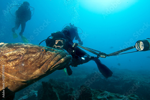 A huge grouper and an underwater photographer.