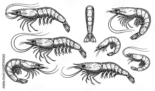Photos Vintage Hand Drawn Shrimp and Prawn Seafood Vector Set Featuring Detailed Whole