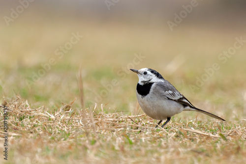 Foto A beautiful close-up view of a White wagtail (Motacilla alba), the bird is sitting on grass field in a blurred background