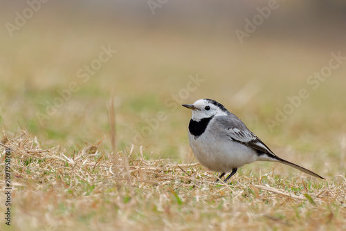 A beautiful close-up view of a White wagtail (Motacilla alba), the bird is sitting on grass field in a blurred background. West Bengal, India