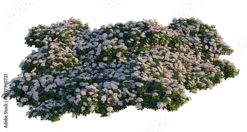 Obraz na plátně Hydrangea macrophylla Pink tree shrub, plant bush, cutout, isolate transparent background, Lush lilac bush blooming with fragrant flowers, perfect for garden design and landscaping stock photos