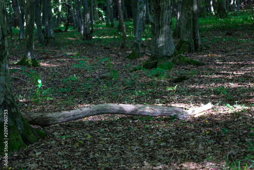 Cuadro en lienzo An old fallen tree lies on the forest ground among thick dry leaves and green sprouts