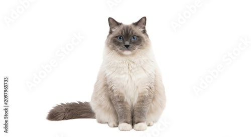 Konstfotografi Majestic Ragdoll cat with striking blue eyes sits elegantly against a clean whit