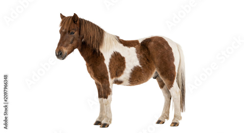 Fotografie A charming piebald miniature horse stands proudly against a clean white backgrou